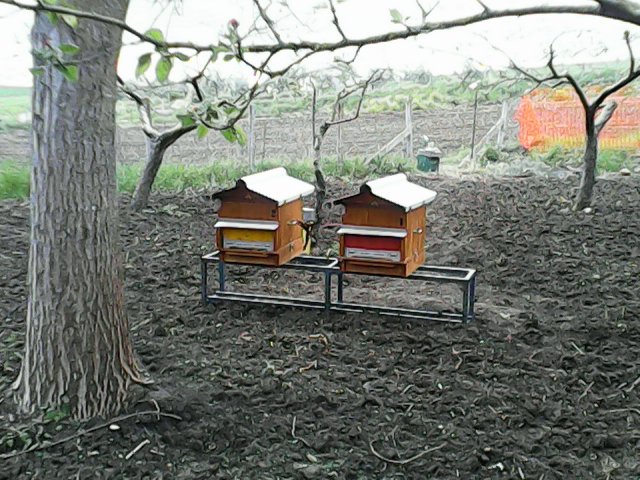 Primo Apiario 2015